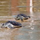Tartaruagas 2