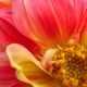 Flor 1