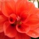 Flor 2