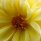 Flor 5
