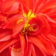 Flor 6
