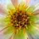 Flor 7