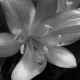 Flor 8
