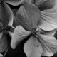 Flor 9